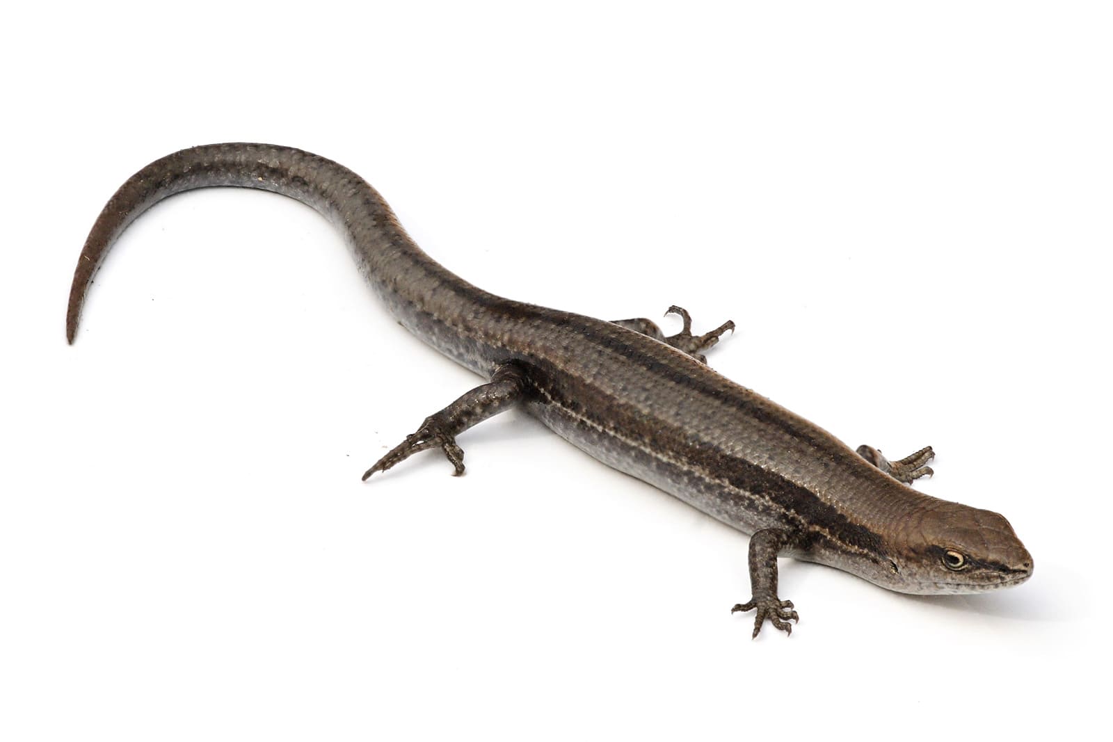 Garden Skink