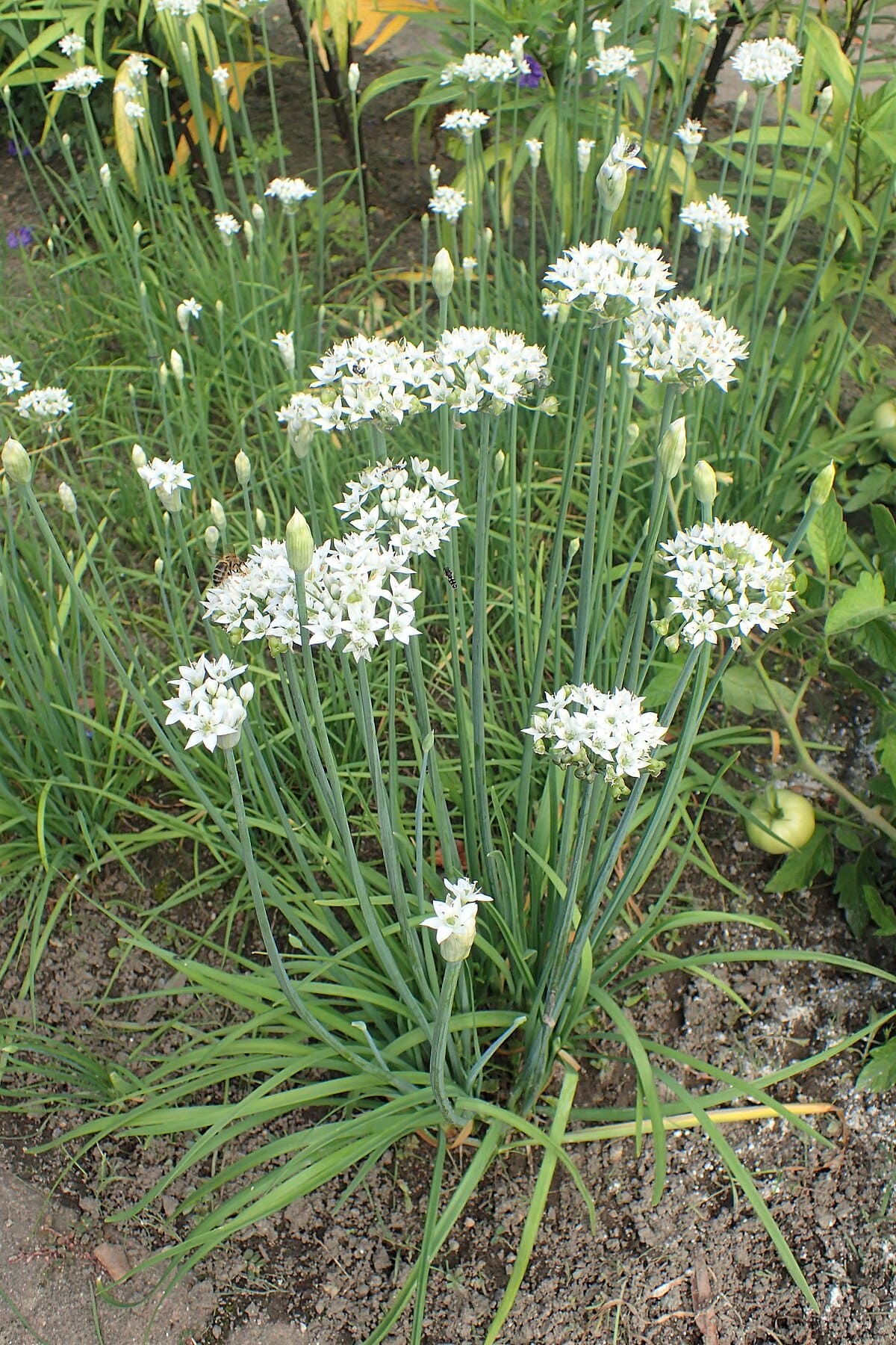 Garlic Chives (Allium tuberosum)
