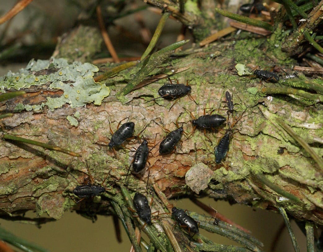 Giant Conifer Aphids