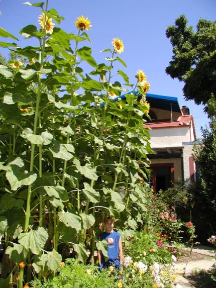 Giant sunflowers make excellent living bean poles