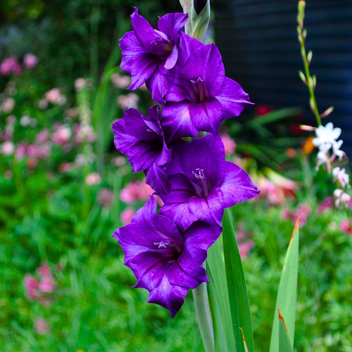 Gladiolas