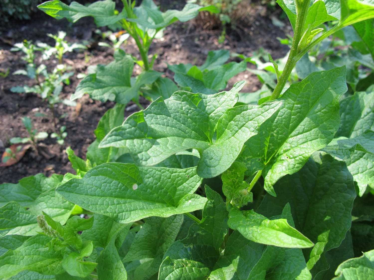 Good King Henry (Chenopodium bonus-henricus)