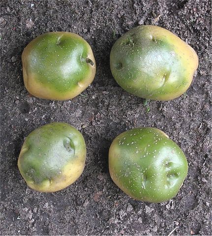 Green potatoes
