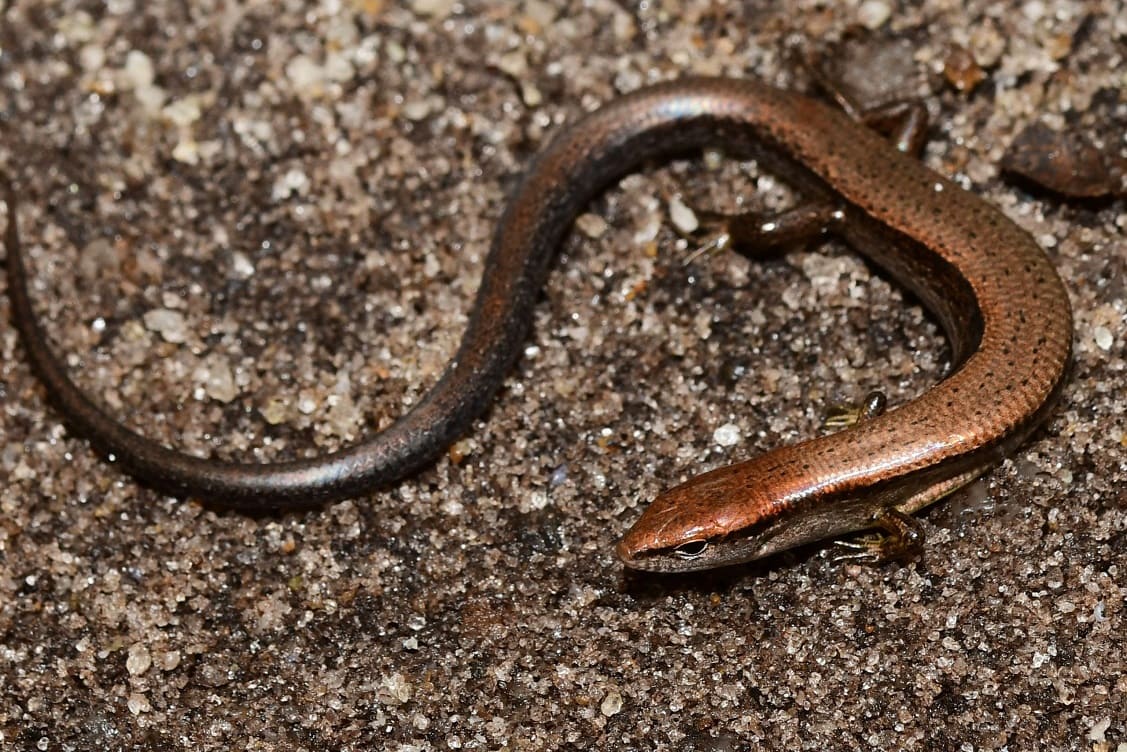 Ground Skink