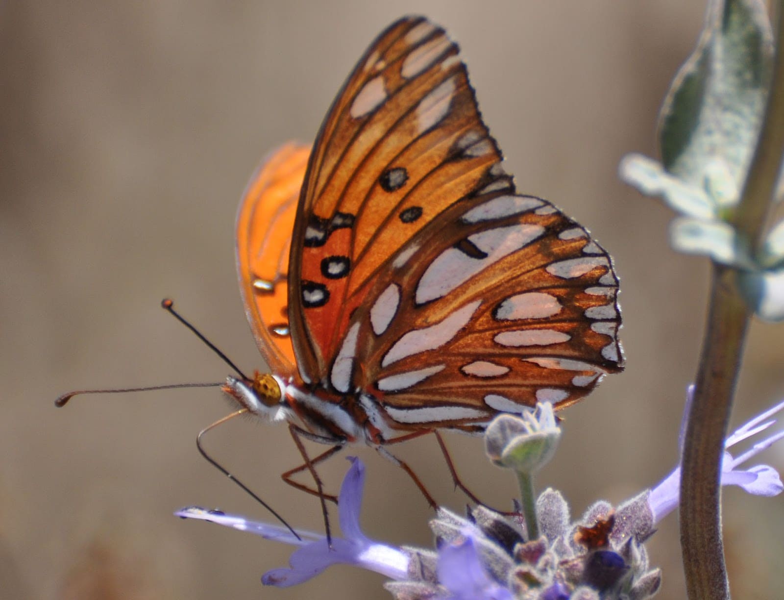 Gulf fritillary butterfly