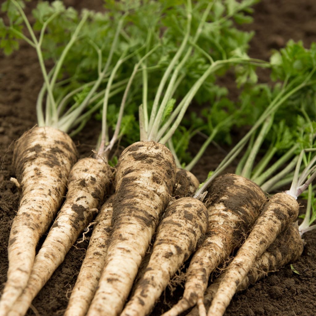 Hamburg Parsley (Petroselinum crispum var. tuberosum)