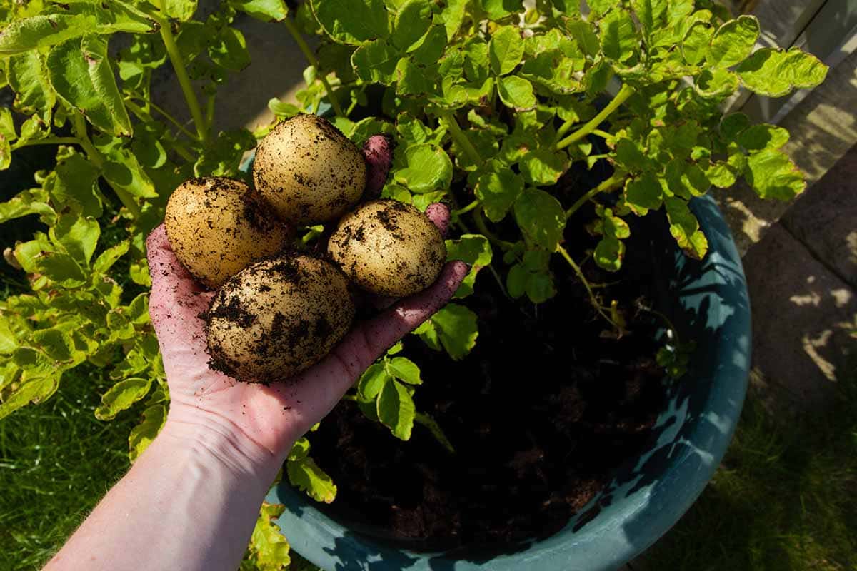 Harvesting potatoes in buckets
