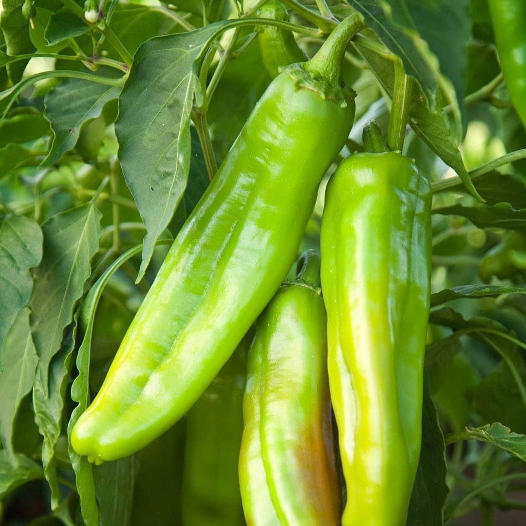 Hatch Green Chiles