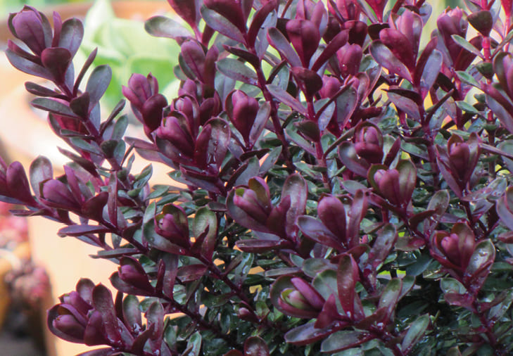Hebe Varieties