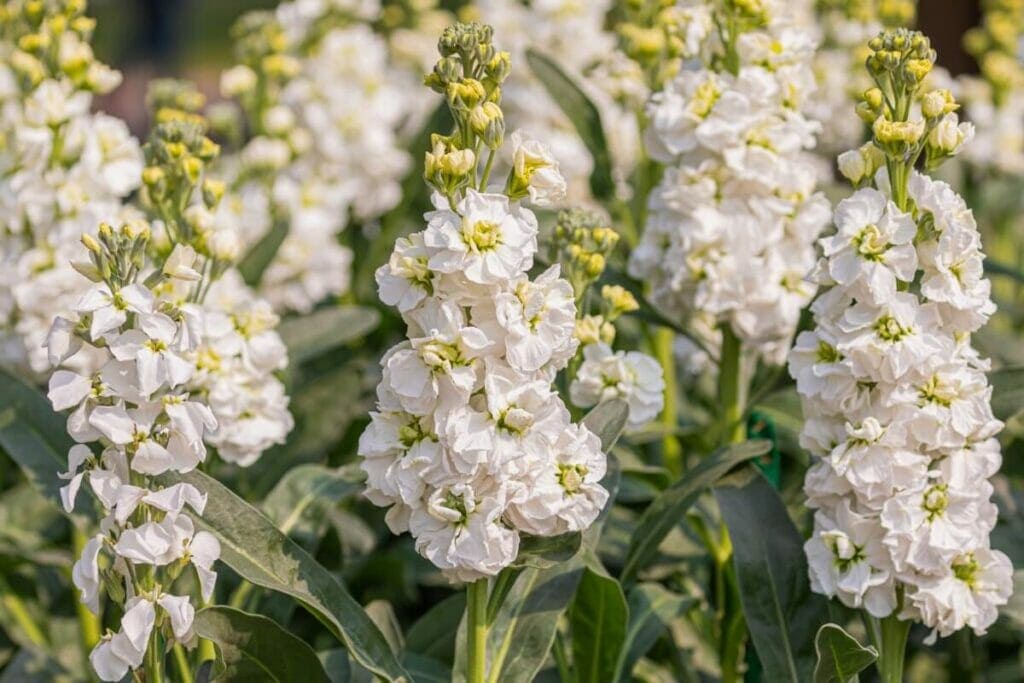Hoary Stock (Alhelí Blanco)