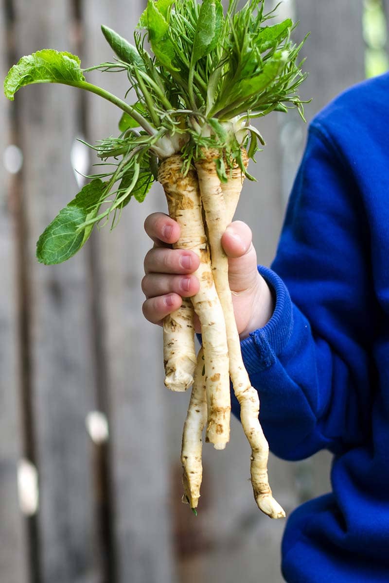 Horseradish (Armoracia rusticana)
