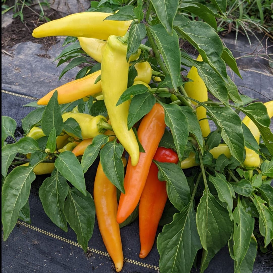 Hungarian Wax Peppers