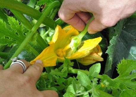 I hand-pollinate specific flowers