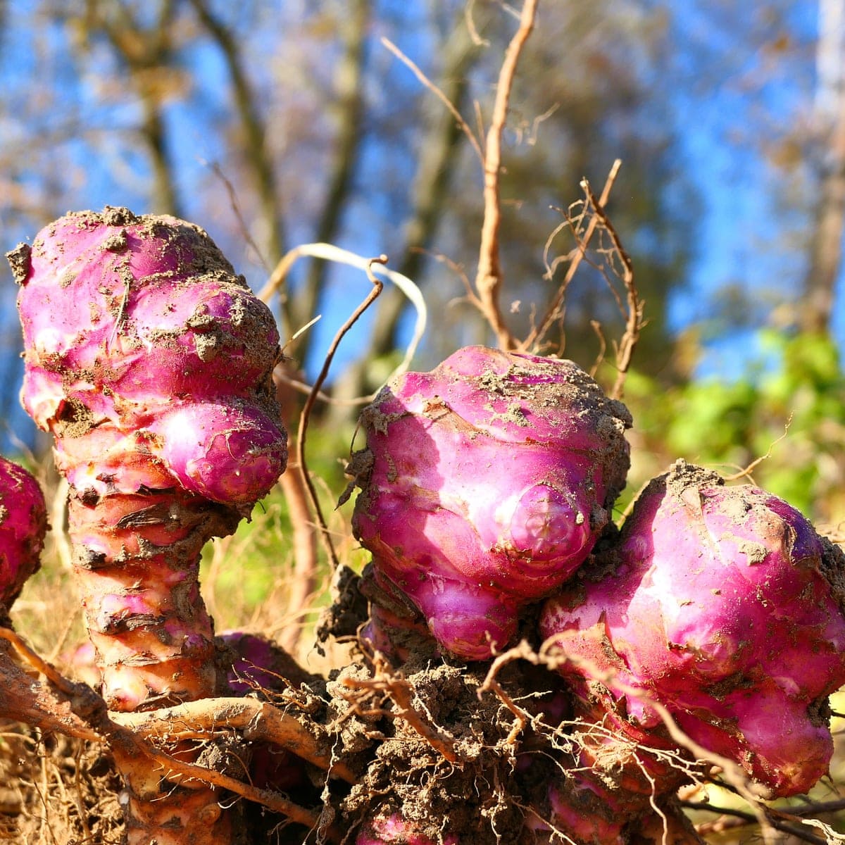 Jerusalem Artichokes