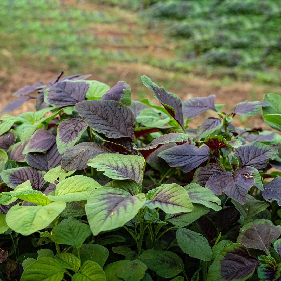 Joseph's Coat (Amaranthus tricolor)
