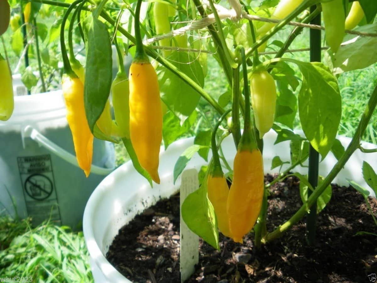 Lemon Drop peppers