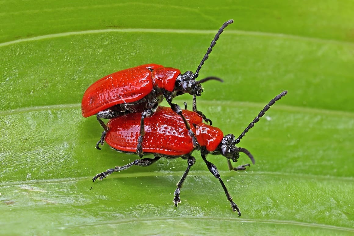 Lily leaf beetles