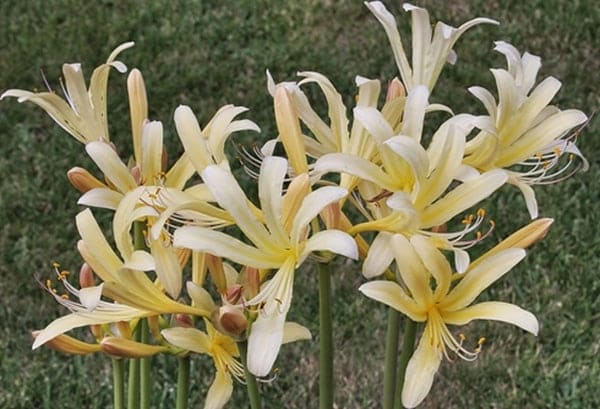 Lycoris caldwellii