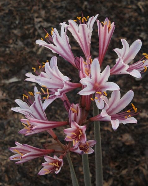 Lycoris incarnata
