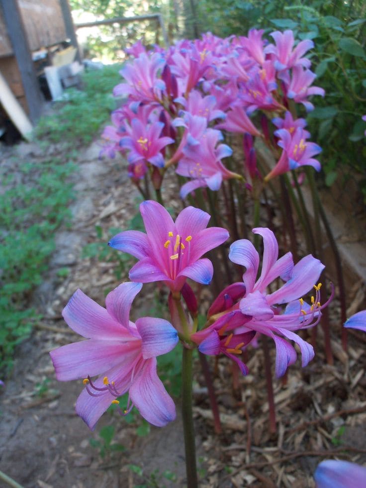 Lycoris sprengeri
