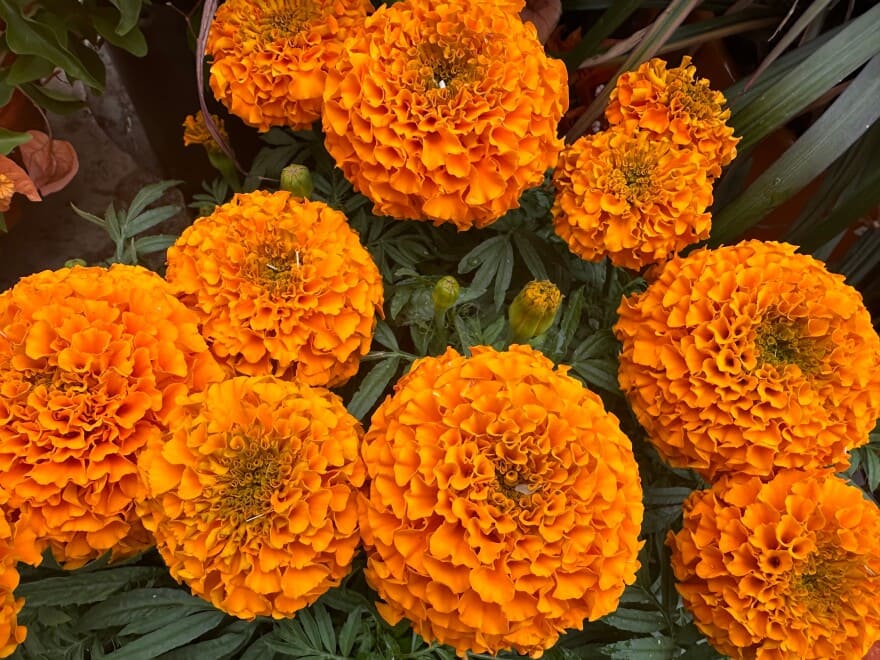 Marigolds