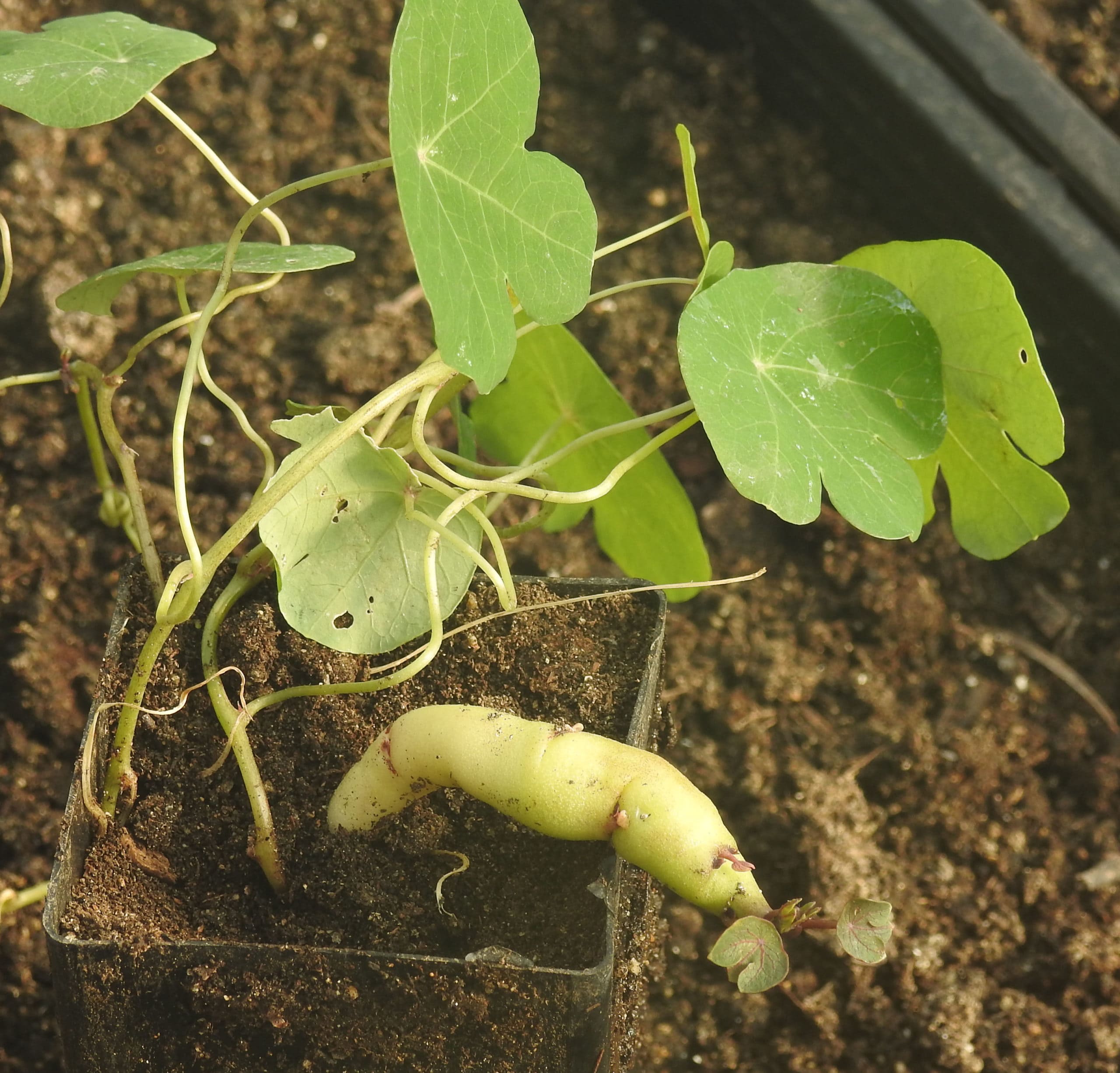 Mashua (Tropaeolum tuberosum)