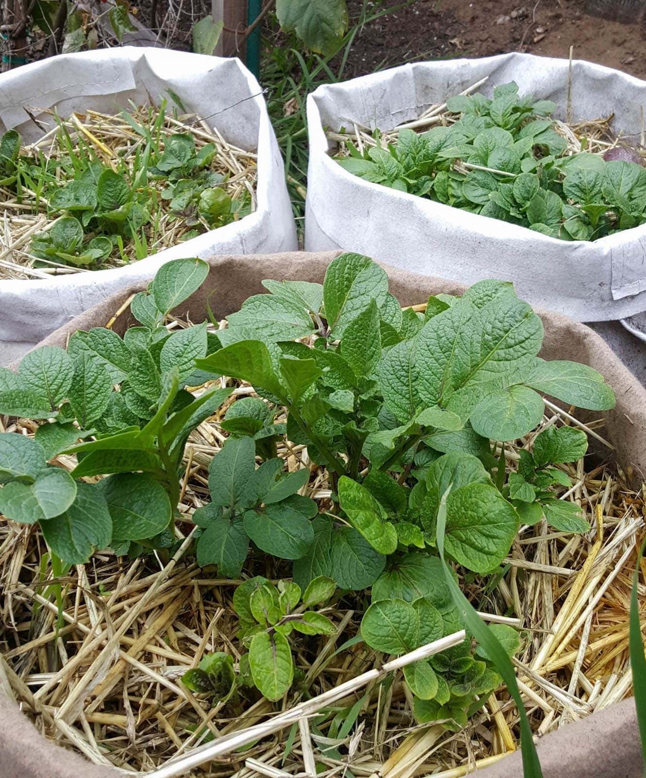 Mulching for potatoes in buckets