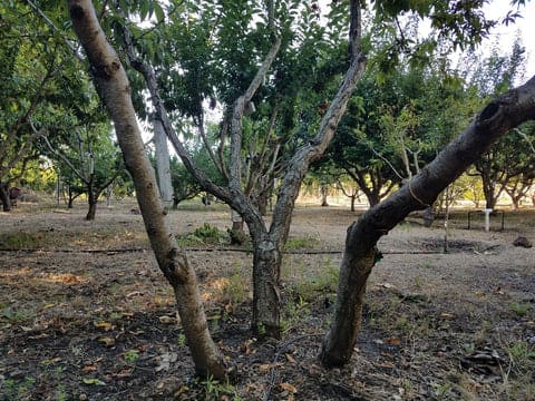 Multiple Trees in One Hole For Gardens