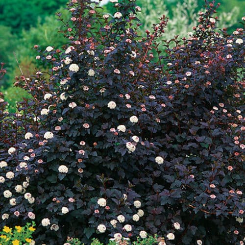 Ninebark (Physocarpus opulifolius)
