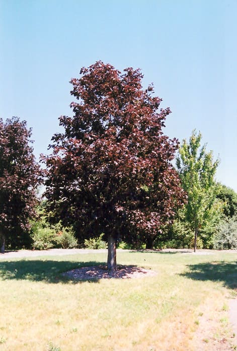 Norway Maple