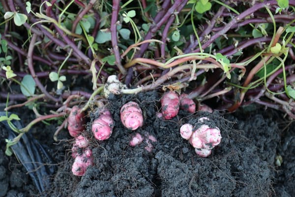 Oca (Oxalis tuberosa)