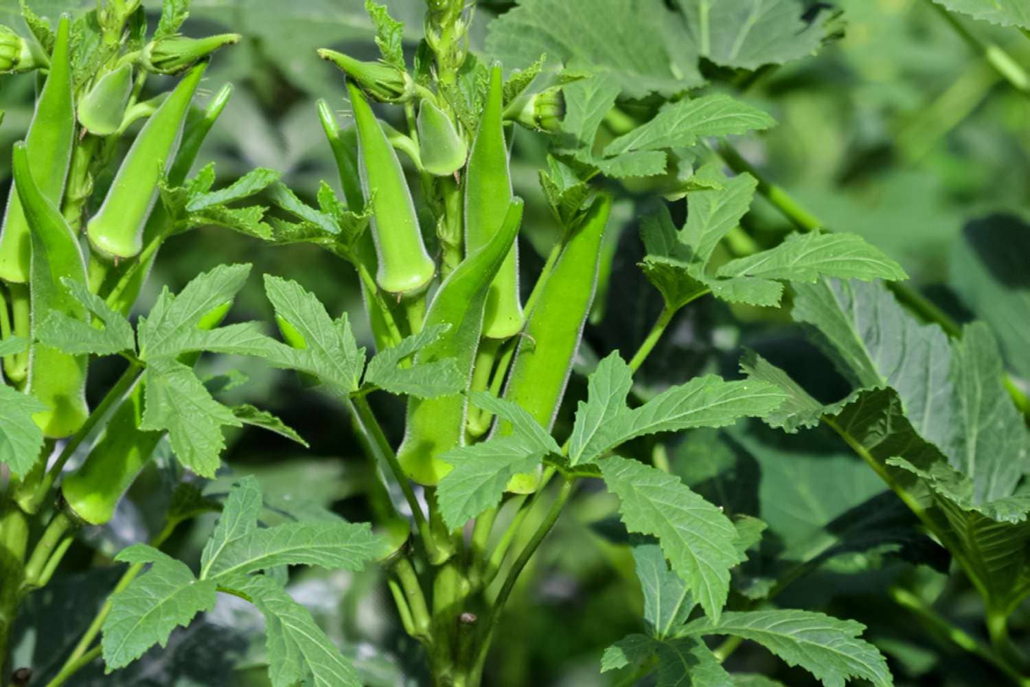 Okra