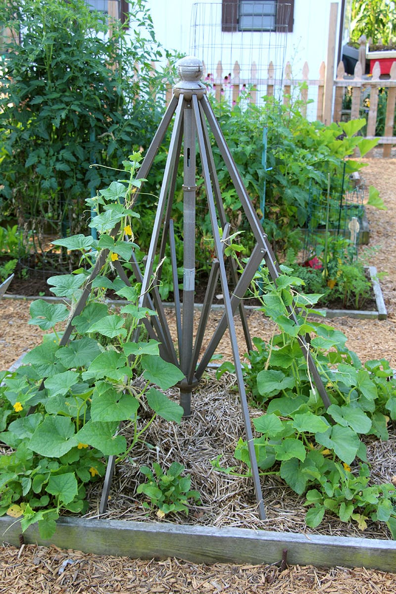 Old patio umbrellas can be transformed into unique bean supports