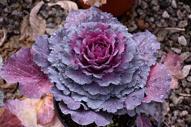 Ornamental Cabbage