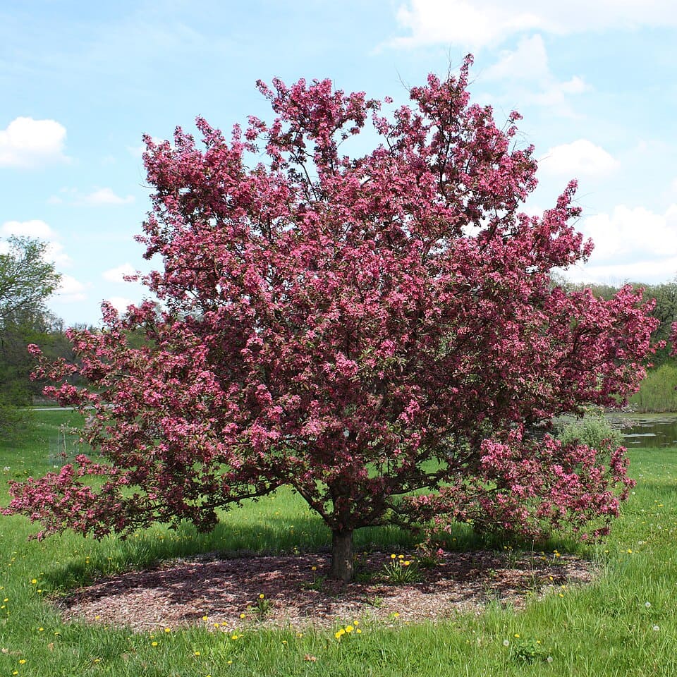 Ornamental Crabapples