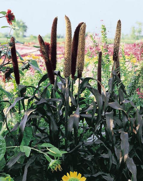 Ornamental Millet 'Purple Majesty'