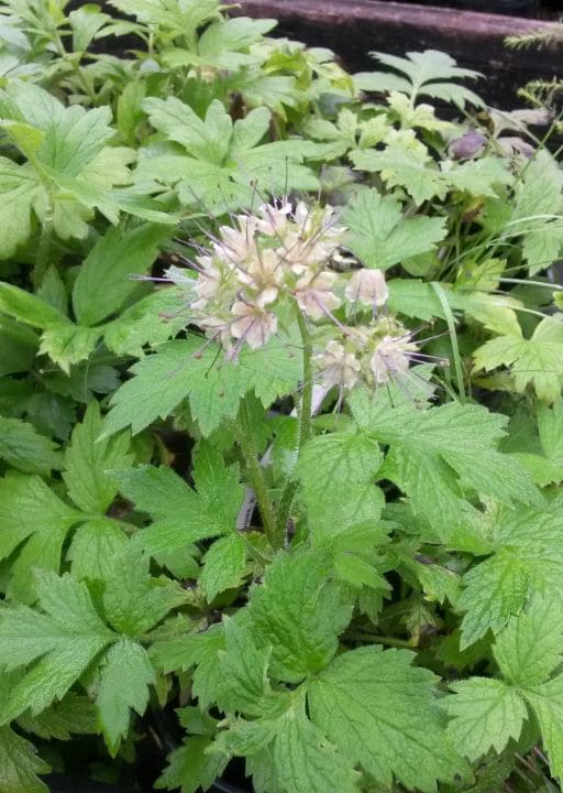 Pacific Waterleaf (Hydrophyllum tenuipes)