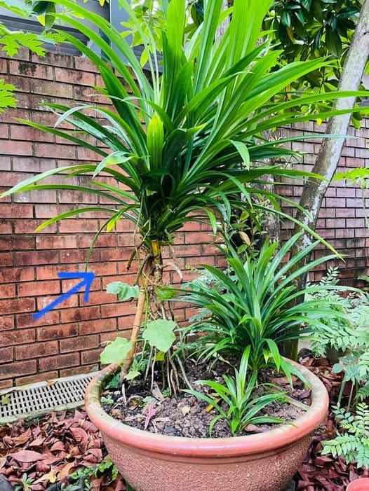 Pandan Container growing
