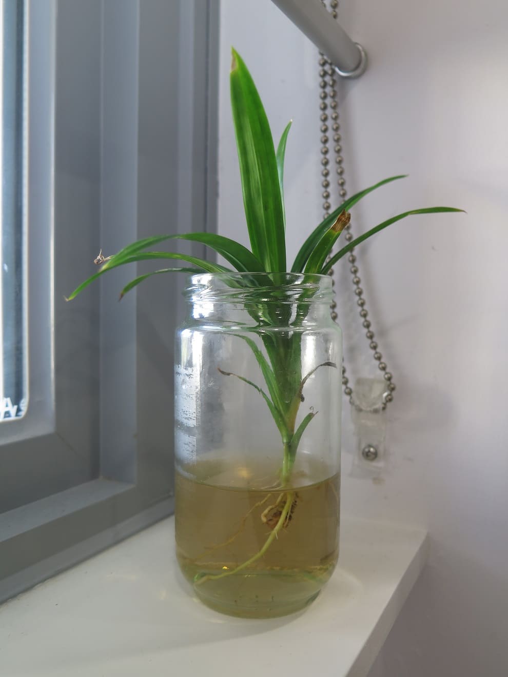 Pandan Water Propagation