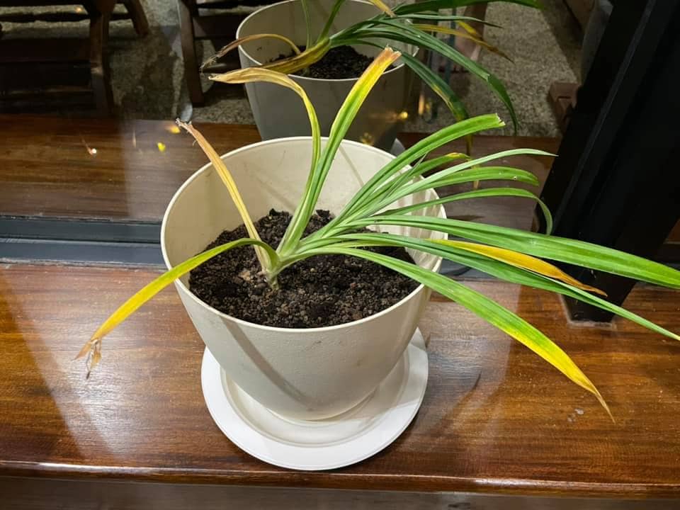 Pandan Yellowing Leaves