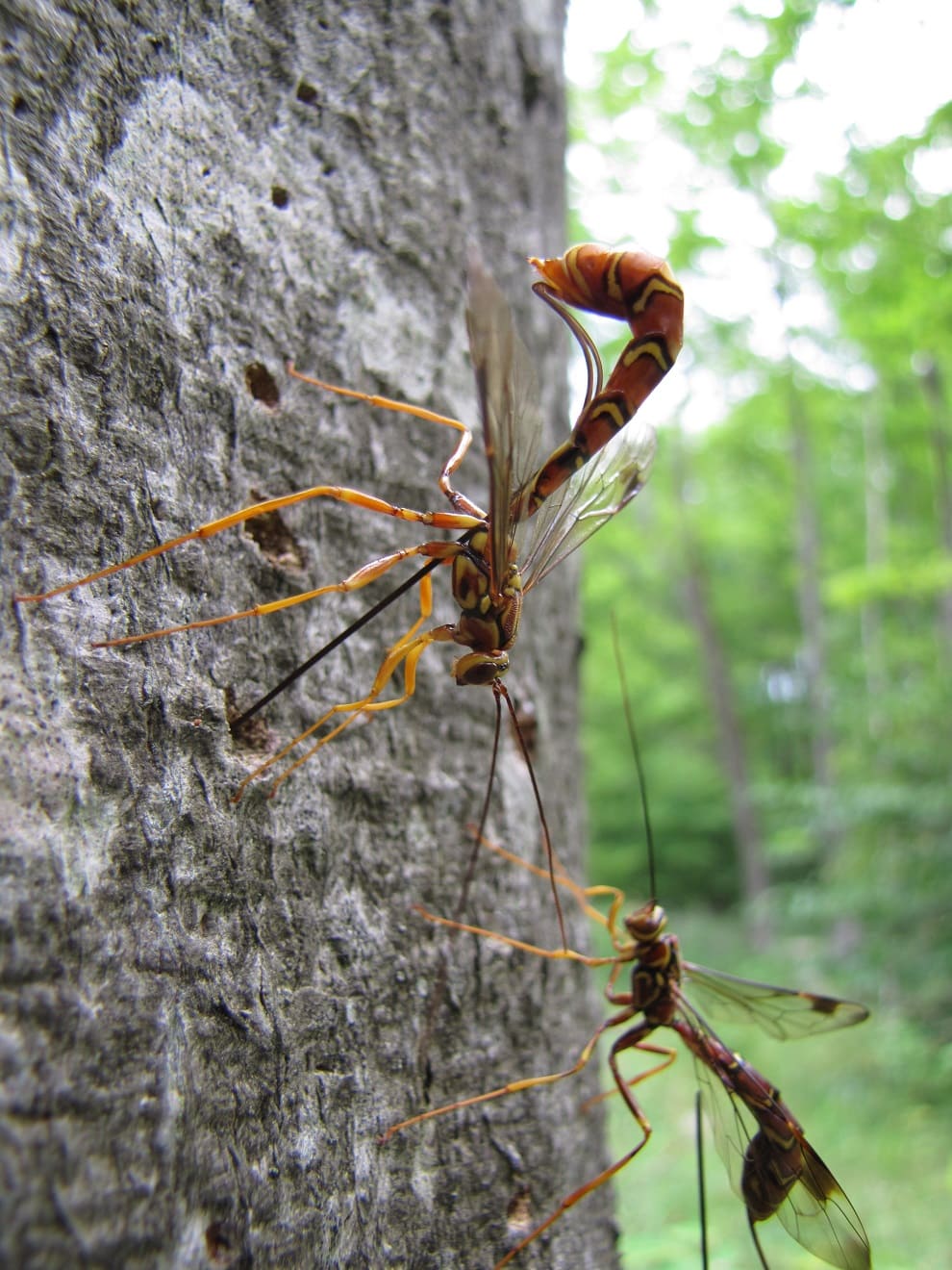 Parasitic wasp