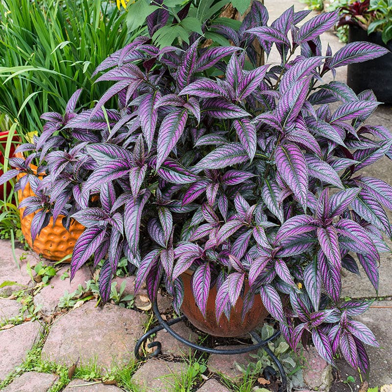 Persian Shield (Strobilanthes dyerianus)
