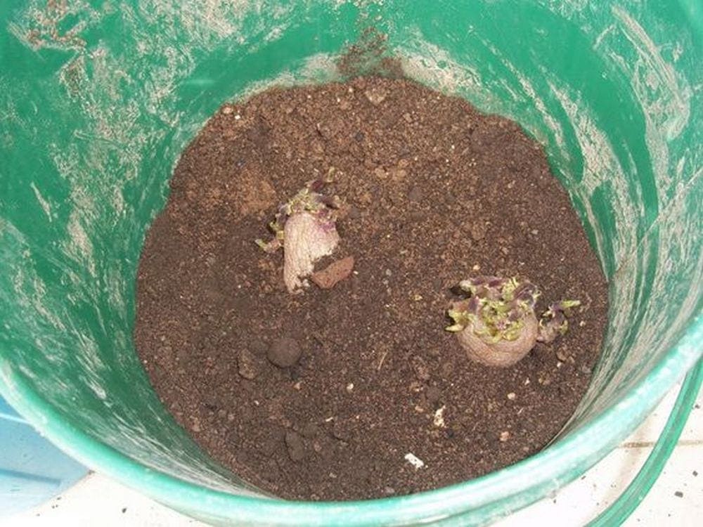 Plant potatoes in buckets