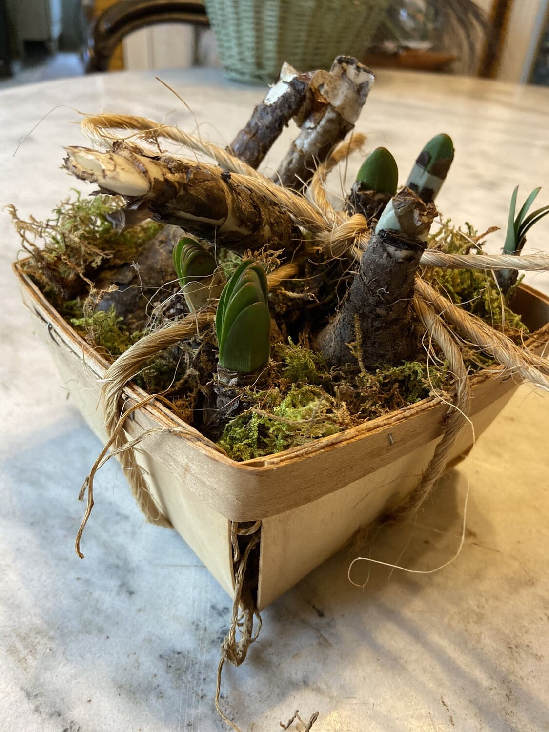 Plant surprise lilies bulbs