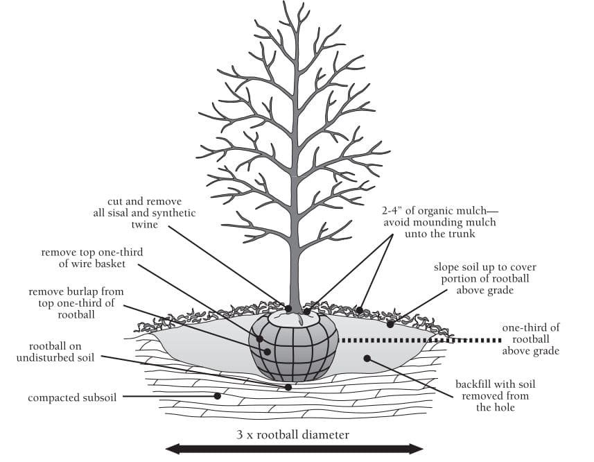 Planting Your Mini Orchard