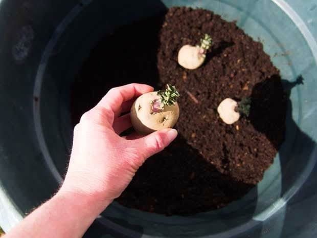 Planting potatoes in buckets