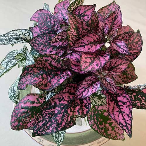 Polka Dot Plant