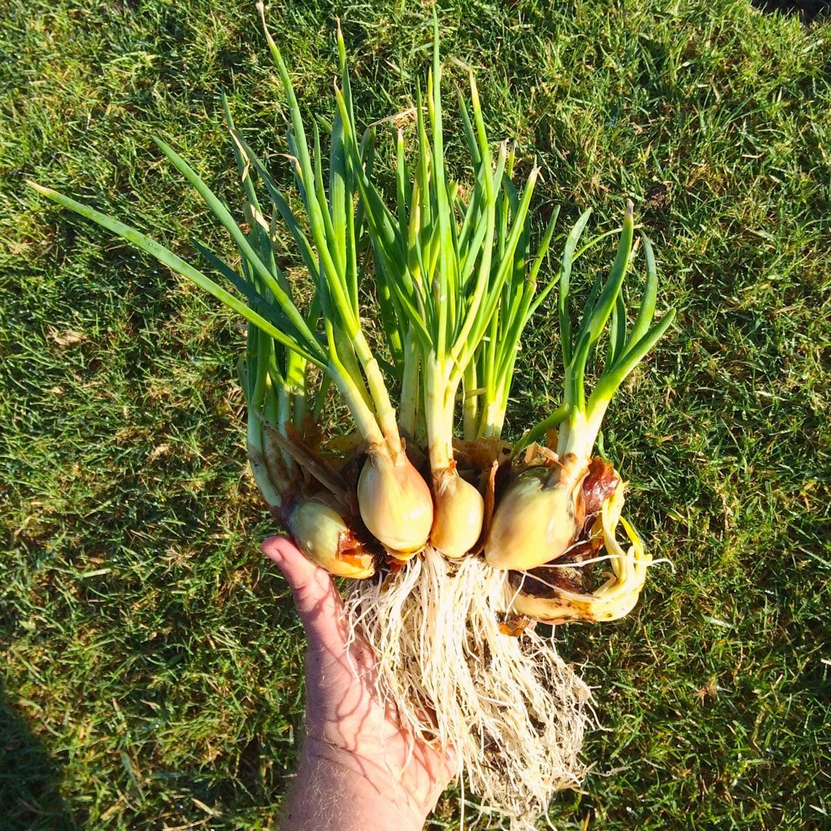 Potato Onions (Allium cepa var. aggregatum)