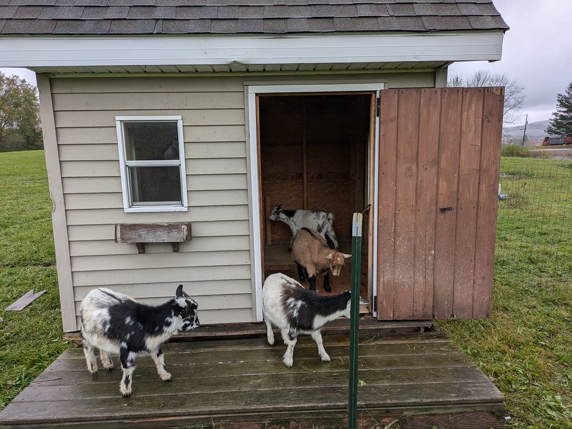 Protecting Pygmy Goats from Predators