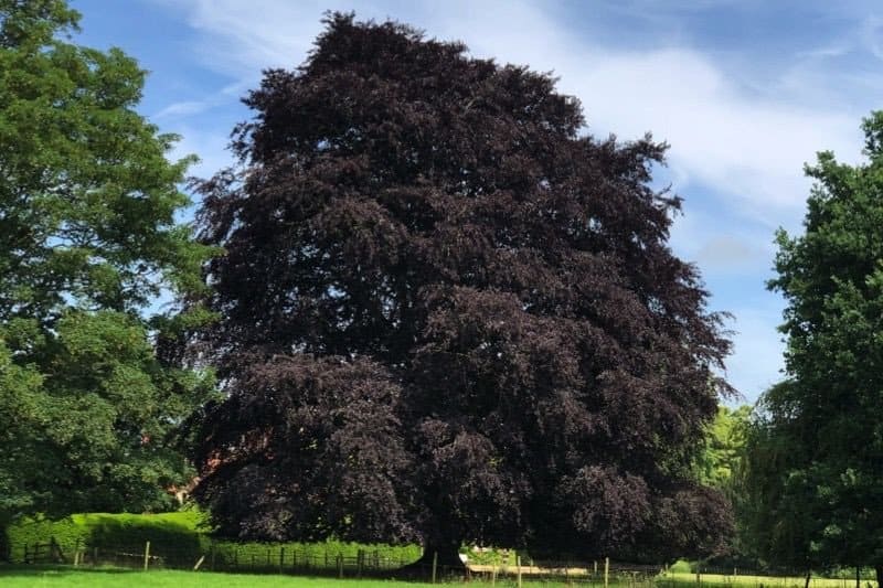 Purple Beech